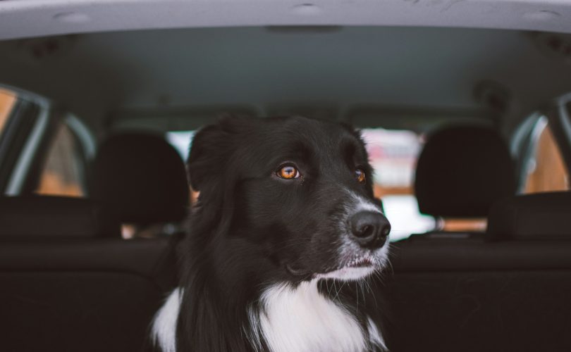 Trouvez le coussin de voiture idéal pour votre chien dès maintenant !