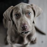 Les colliers anti-aboiement : une aide précieuse pour les propriétaires de chiens