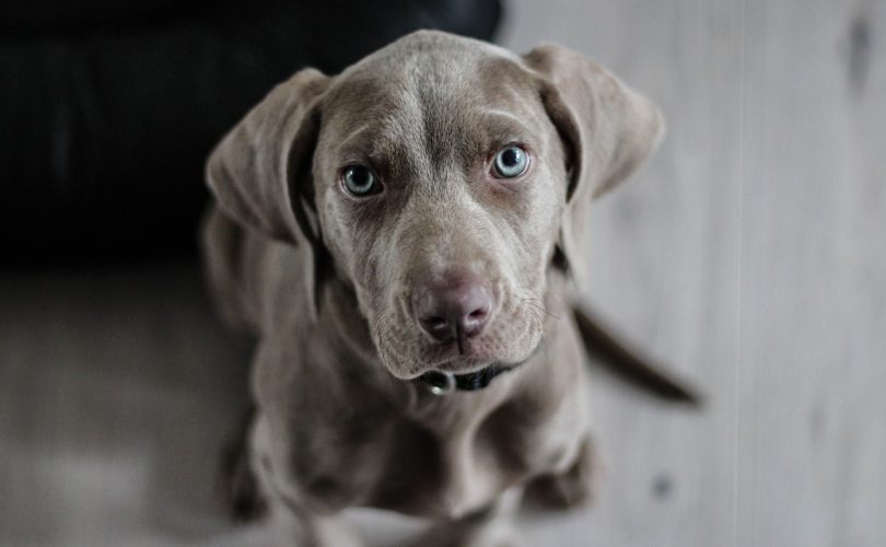 Les colliers anti-aboiement : une aide précieuse pour les propriétaires de chiens